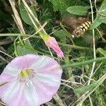 Image result for Convolvulus aschersonii
