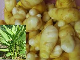 Mangga atau mempelam famili : Kenali Tumbuhan Herba Temu Pauh Kunyit Putih Sedap Dibuat Ulam Blog Santai Santai Jerr