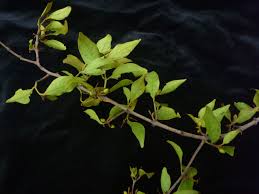 Image result for Helixanthera