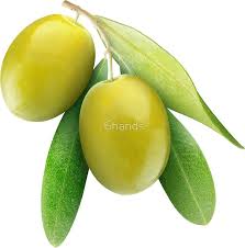 Brach With Two Green Olives Sticker By 6hands Green Olives Fruit Fresh Olive Oil