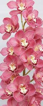 Pin On Orquideas Comuns Raras E Exoticas