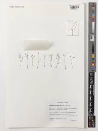 Image result for Linderniella gracilis