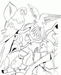 Resultado de imagen para PARA COLOREAR DE LOS ANIMALES SILVESTRES