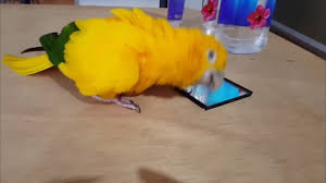 Birds Dancing To Music Youtube Bird Dancing To Humble Kendrick Lamar In 2020 Humble Kendrick Lamar Dance Kendrick Lamar