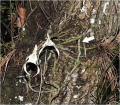 What is a ghost orchid, and where do ghost orchids grow? In Vitro Desiccation Tolerance Of The Epiphytic Ghost Orchid Dendrophylax Lindenii Lindl Benth X Rolfe Springerlink