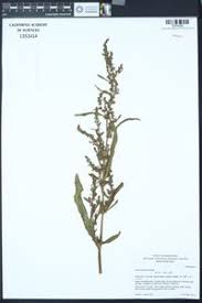Image result for Rumex lanceolatus