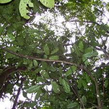 Image result for Sericanthe leonardii