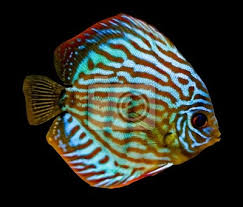 Diskusfische benötigen extrem sauberes süßwasser sowie eine genau geplante fütterung mit spezialfutter. Bunten Diskusfische Fototapete Fototapeten Buntbarsch Gill Aquarium Myloview De