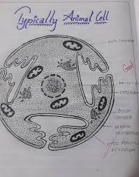 Plant and animal cells (eukaryotic cells) all have a cell membrane, cytoplasm and genetic material sections (b) and (c) give a detailed comparison of animal cells, plant cells and bacteria cells. Draw A Neat And Labelled Diagram Of Animal Cell Brainly In