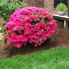Azaleas Azaleas In 2020 Azaleas Landscaping Azalea Shrub Colorful Shrubs