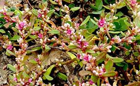 Image result for Afrobrunnichia erecta