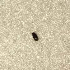 Was Ist Das Fur Ein Kafer Und Insekten Bett Kissen