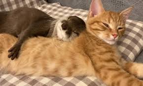 Influencers who present otters as fun and cool pets are perpetuating a trade that ignores the complex habitat, nutrition, and health needs of the animal. Otterly Cute Otter Cuddles Up To Cat As The Unlikely Playmates Go To Sleep At Their Home In Japan Daily Mail Online