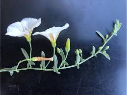 Image result for Convolvulus arvensis