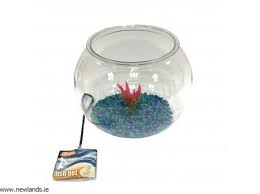 They don't call them siamese fighting fish for nothing! Betta Fish Bowl Kit 30cm Newlands Garden Centre