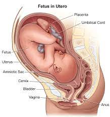 Start studying ruminant abdomen anatomy. Anatomy Fetus In Utero