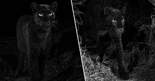 In 1998 the club was taken over by the thidiela family. Extremely Rare Wild African Black Leopard Photographed Unilad
