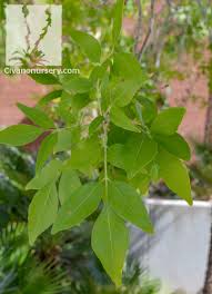 Image result for Fraxinus velutina