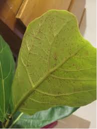I bought neem oil spray, sprayed it all over the tree, showered the tree to knock all the mites out, and have been misting it every day (mites don't. What Are These Orange Spots On My Fiddle Fig Plant Gardening Landscaping Stack Exchange