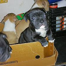 European french bulldogs also have better tolerance for heat as well as cold, thus they are perfect dogs for virtually any climate, whether it is south florida tropical or alaska arctic. English Bulldog Puppies For Sale In Watertown Ny