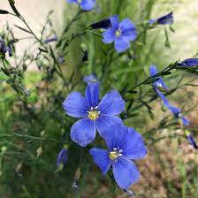 Blue Flax Seeds Linum Perenne Seeds High Country Gardens