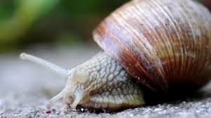 Originally brought over by the romans, and snails will munch away at all of your plants, whether that's flowers or vegetables. True Facts About The Land Snail Youtube