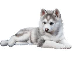 Mother is a utonagan husky and dad is a. Siberian Husky Price In Pune Siberian Husky Doggywala