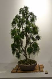 Read more to see the oldest bonsai in the world! Bonsai Tree 24 Cozy Where Did Bonsai Trees Originate Images