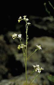 Image result for Crambe