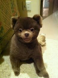 Teddy Bear Black And Brown Pomeranian Teddy Bear Pomeranian Cute Pomeranian Pomeranian Haircut Teddy Bear Pomeranian
