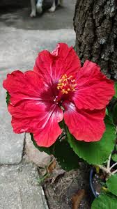 Pin On Flowers
