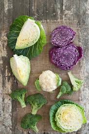 Sowing cabbage seeds and growing and pricking cabbage seedlings. Vegetable Production Easy To Grow Cabbage Is King African Farming
