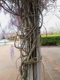 Image result for choking vines