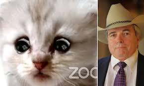 Lawyer accidentally appears as cat in virtual court case. Texas Lawyer Who Became A Viral Hit After A Using A Kitten Zoom Filter Is Happy To Laugh At Mishap Daily Mail Online