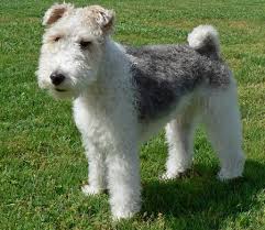 He is 6 years old. Planetanimalzone Wire Fox Terrier Certain Essential Vitamins Minerals And Food Dog