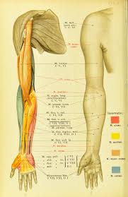The arm is one of the body's most complex and frequently used structures. Nemfrog Plate 7 Color Diagram Of Arm Muscles Atlas Und