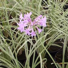 Image result for Tulbaghia cameronii