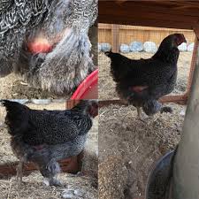 They like to hide in the nooks and crannies of the coop and come out and feed on the chickens under the cover of darkness. What S Going On With My Chickens Butt It S Been Getting Redder Redder And She Just Seems To Keep Losing Feathers On Both Sides And Under Her Stomach She S The Oldest Of