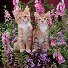 10 week old kitten male or female. Kittens Among Flowers Photo Wp08219