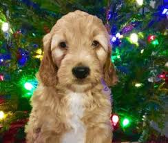 Brown boy winslow 4 months 11lbs. Top 5 Breeders Of Goldendoodle Puppies In Michigan 2021 We Love Doodles