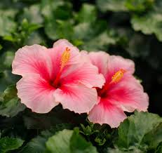 Image result for Hibiscus kirkii