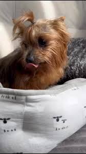 Si eres responsable nuestro abuelo está en Madrid ,buscamos una familia de  allí para que no vuelva a viajar más 🐾🚙escribe al correo  asplaluzdelaura@gmail.com