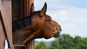 Horse Calmers And Calming Supplements Whats On The Market