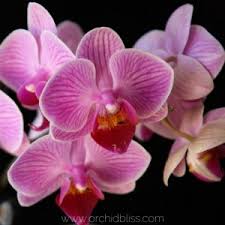 Flower orchid channel is introduced in all kinds of orchids, especially the rare orchid vietnam with friends in europe have a nice day. Mini Orchids Though She Be Little She Is Fierce Orchid Bliss