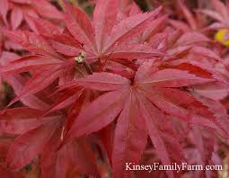 Maybe you would like to learn more about one of these? Japanese Maple Trees For Sale Georgia Kinsey Family Farm
