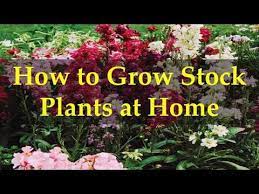 How To Grow Stock Flower Matthiola Incana Gillyflower Perfume Plant Gardening Channel Stock Flower Plants Lawn And Garden