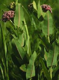 Milkweed Photo Guide Asclepias Sullivantii Sullivant S Milkweed Milkweed Asclepias Monarch Butterfly Habitat
