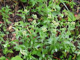 Image result for Eschenbachia