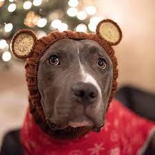 Grizzly Bear Zoo Snood Dog Snood Bear Zoo Snood Dog