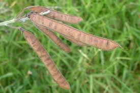 Image result for Tephrosia meisneri